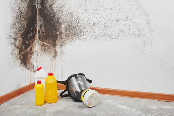 Best Mold Testing  in Caro, MI