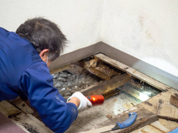 Best Water Damage Restoration  in Caro, MI
