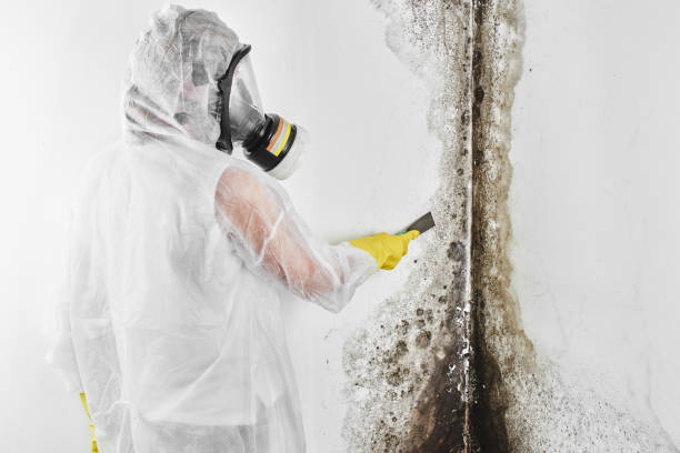Best Mold Remediation  in Caro, MI