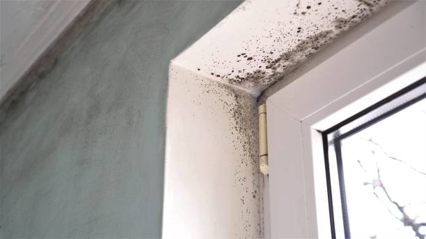 Best Residential Mold Removal  in Caro, MI