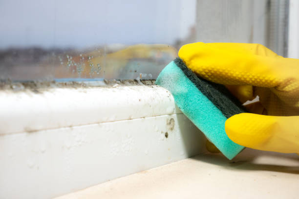 Mold Removal and Inspection in Caro, MI