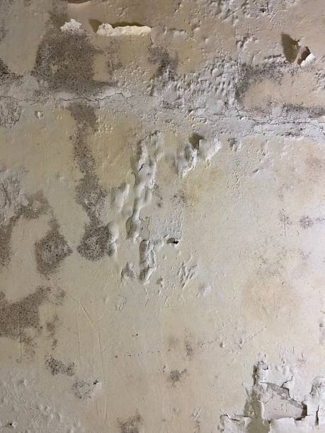 Best Office Mold Removal Services  in Caro, MI