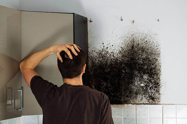 Best Attic Mold Removal  in Caro, MI