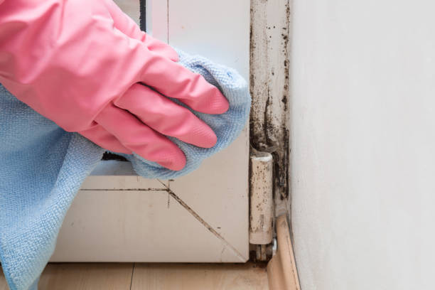 Best Mold Cleaning Services  in Caro, MI