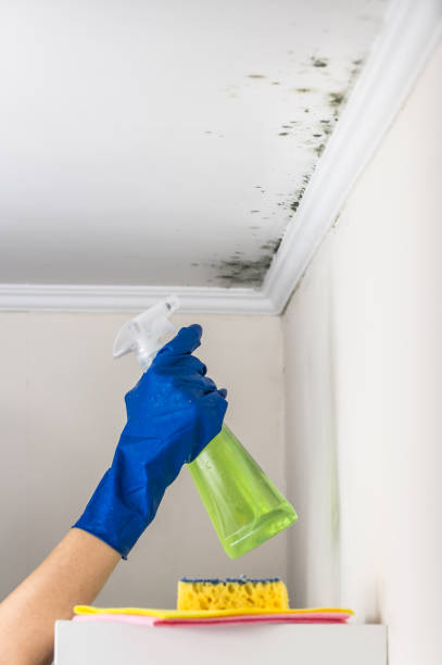 Best Mold Testing  in Caro, MI