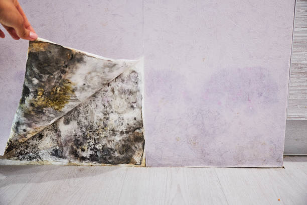 Best Mold Removal Company Near Me  in Caro, MI